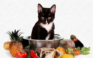Как правильно кормить кошку натуральной едой?